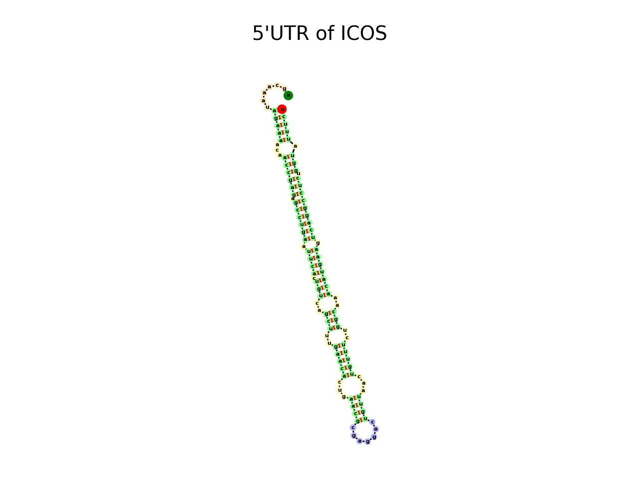 image of 5prime UTR secondary structure