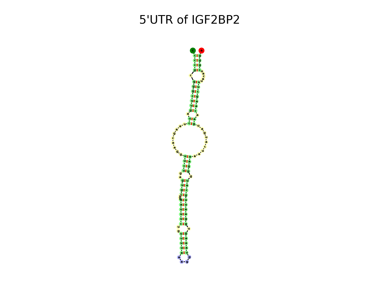image of 5prime UTR secondary structure
