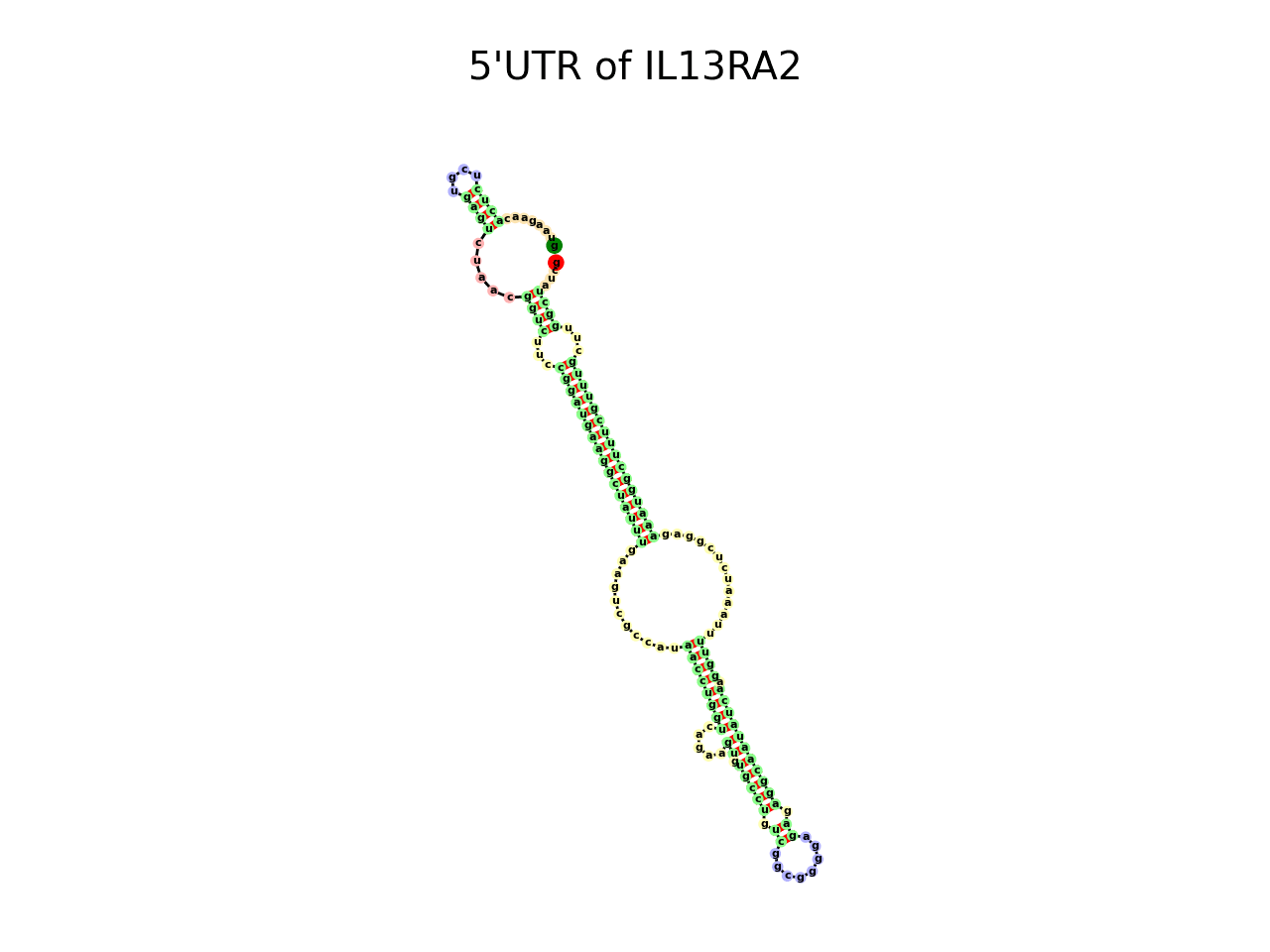 image of 5prime UTR secondary structure