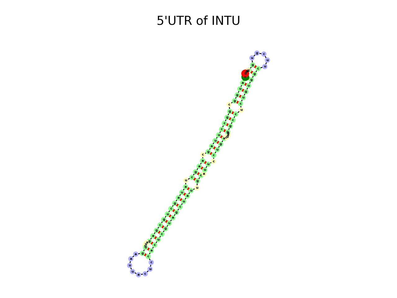 image of 5prime UTR secondary structure