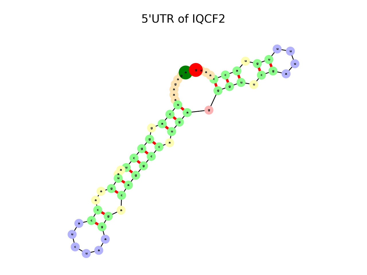 image of 5prime UTR secondary structure