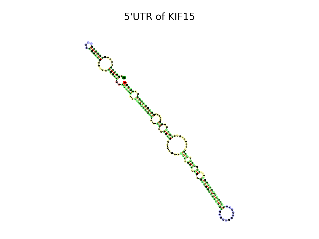 image of 5prime UTR secondary structure