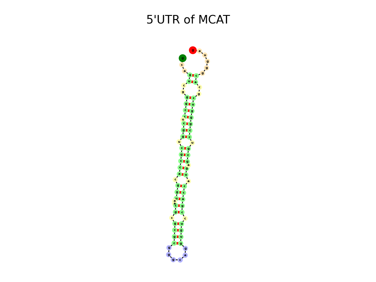 image of 5prime UTR secondary structure