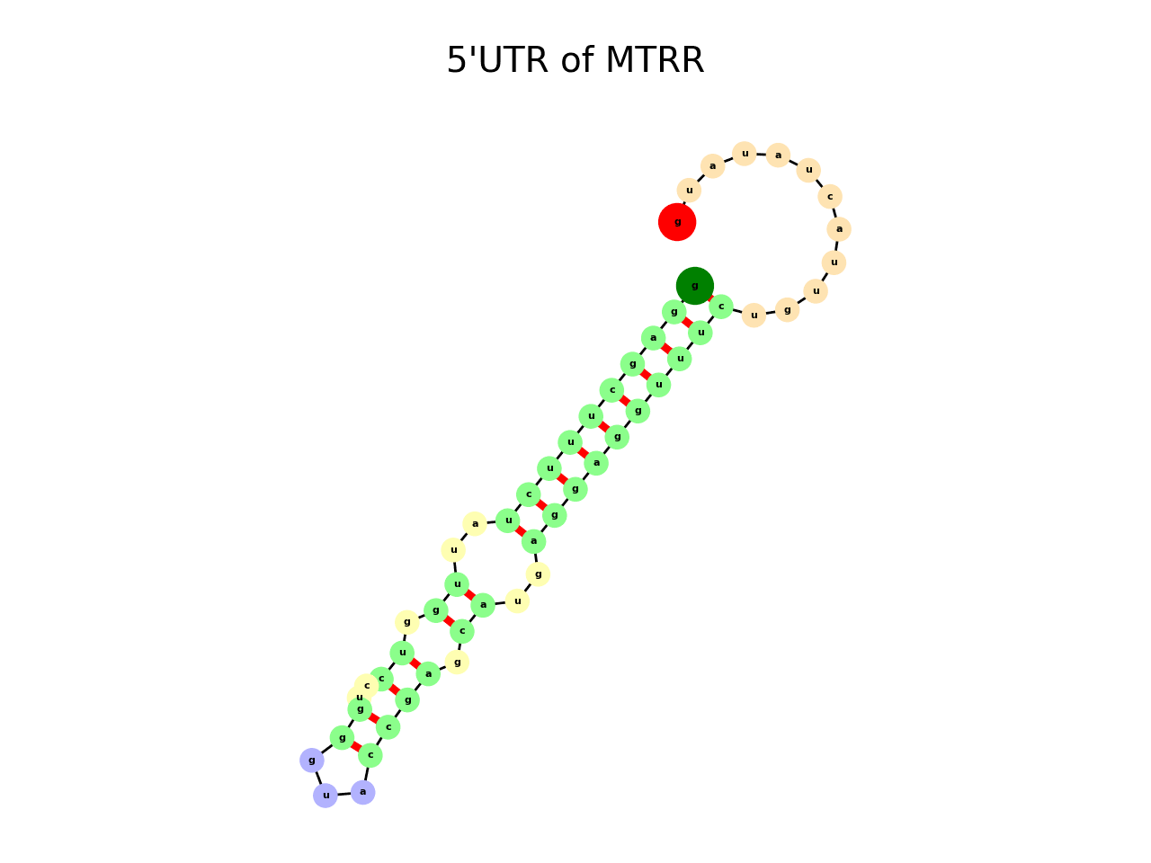 image of 5prime UTR secondary structure