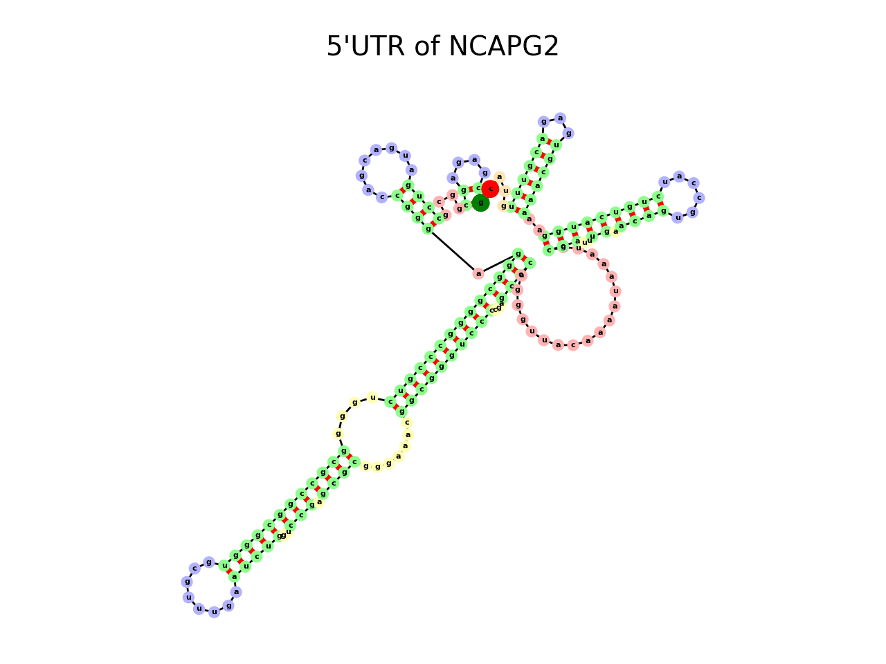 image of 5prime UTR secondary structure