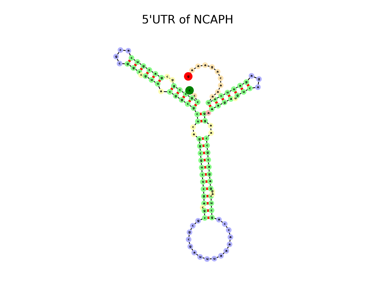 image of 5prime UTR secondary structure