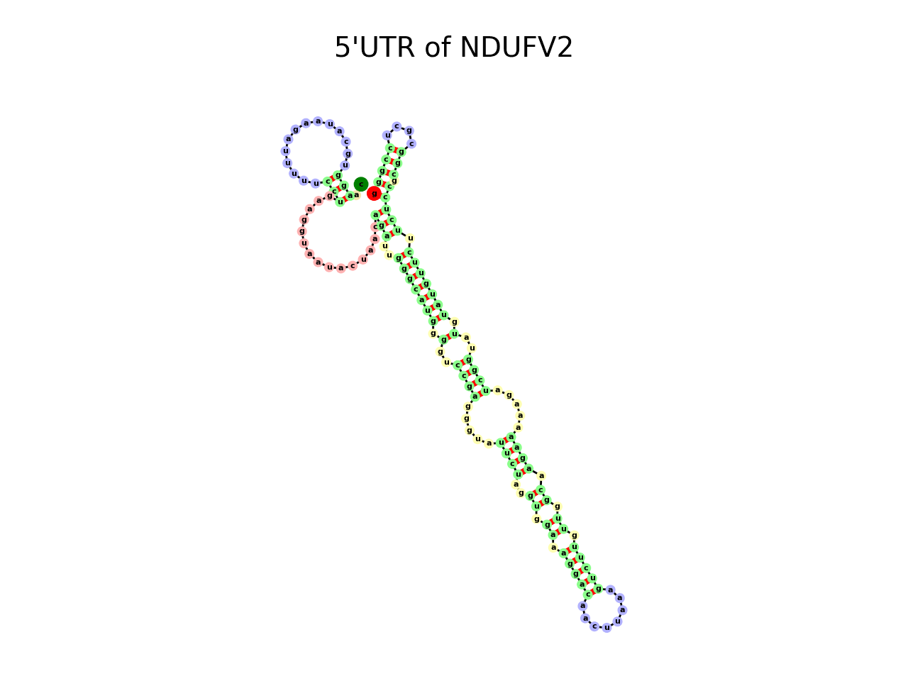 image of 5prime UTR secondary structure