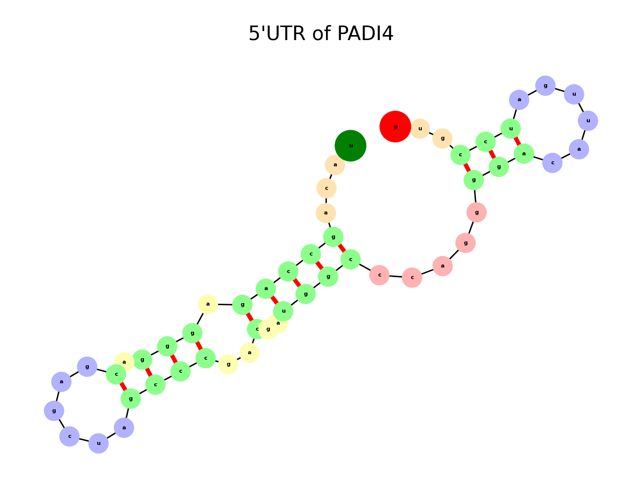image of 5prime UTR secondary structure