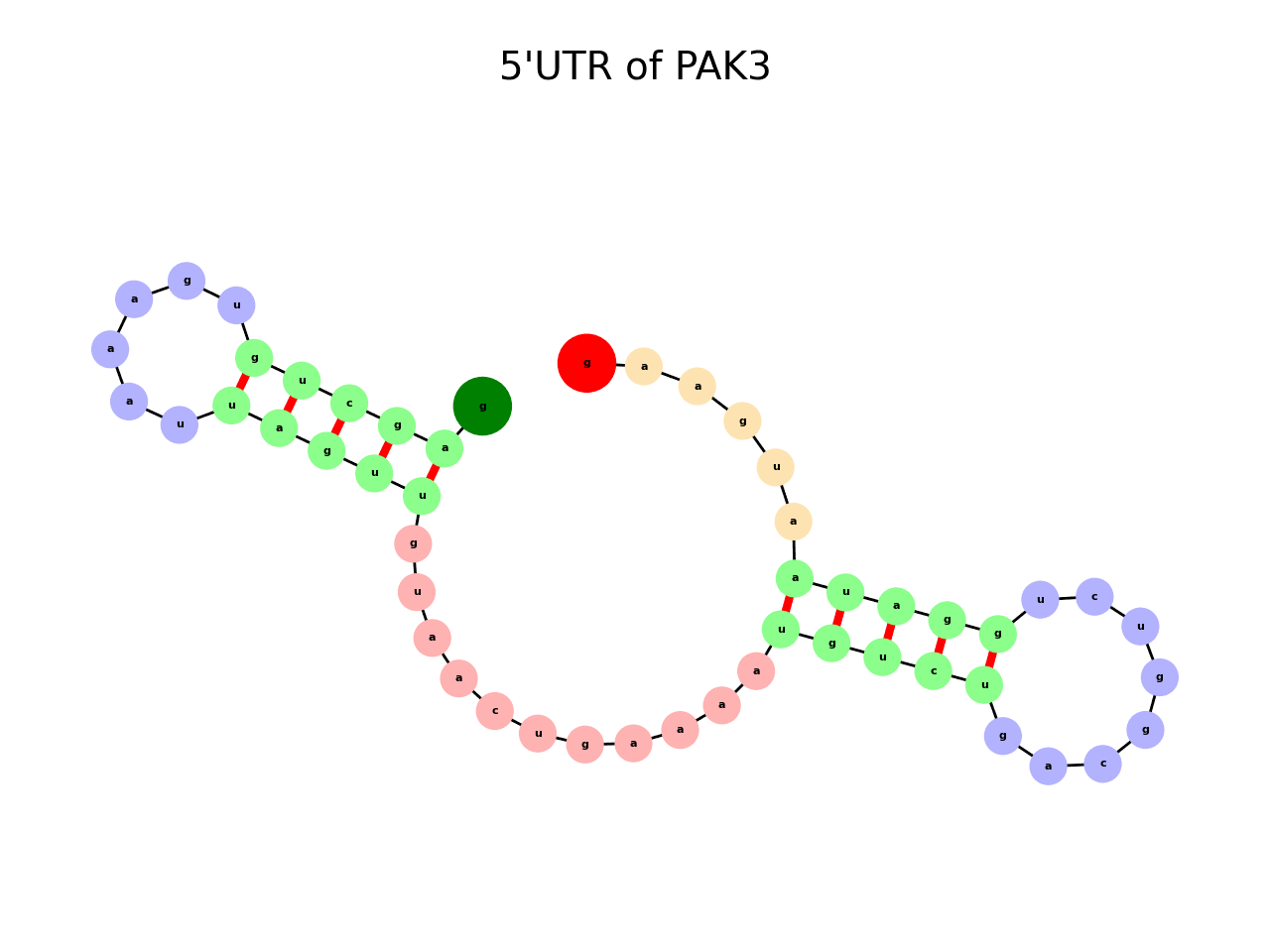 image of 5prime UTR secondary structure