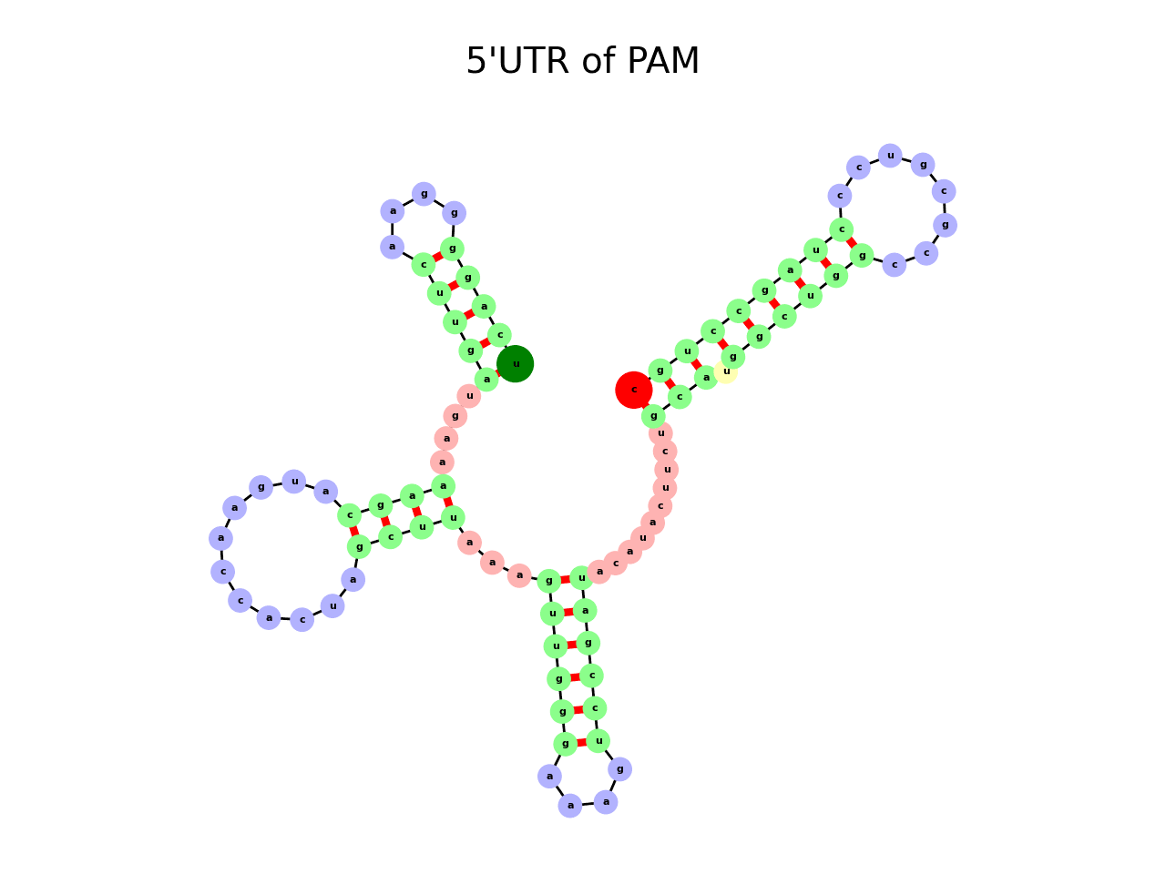 image of 5prime UTR secondary structure