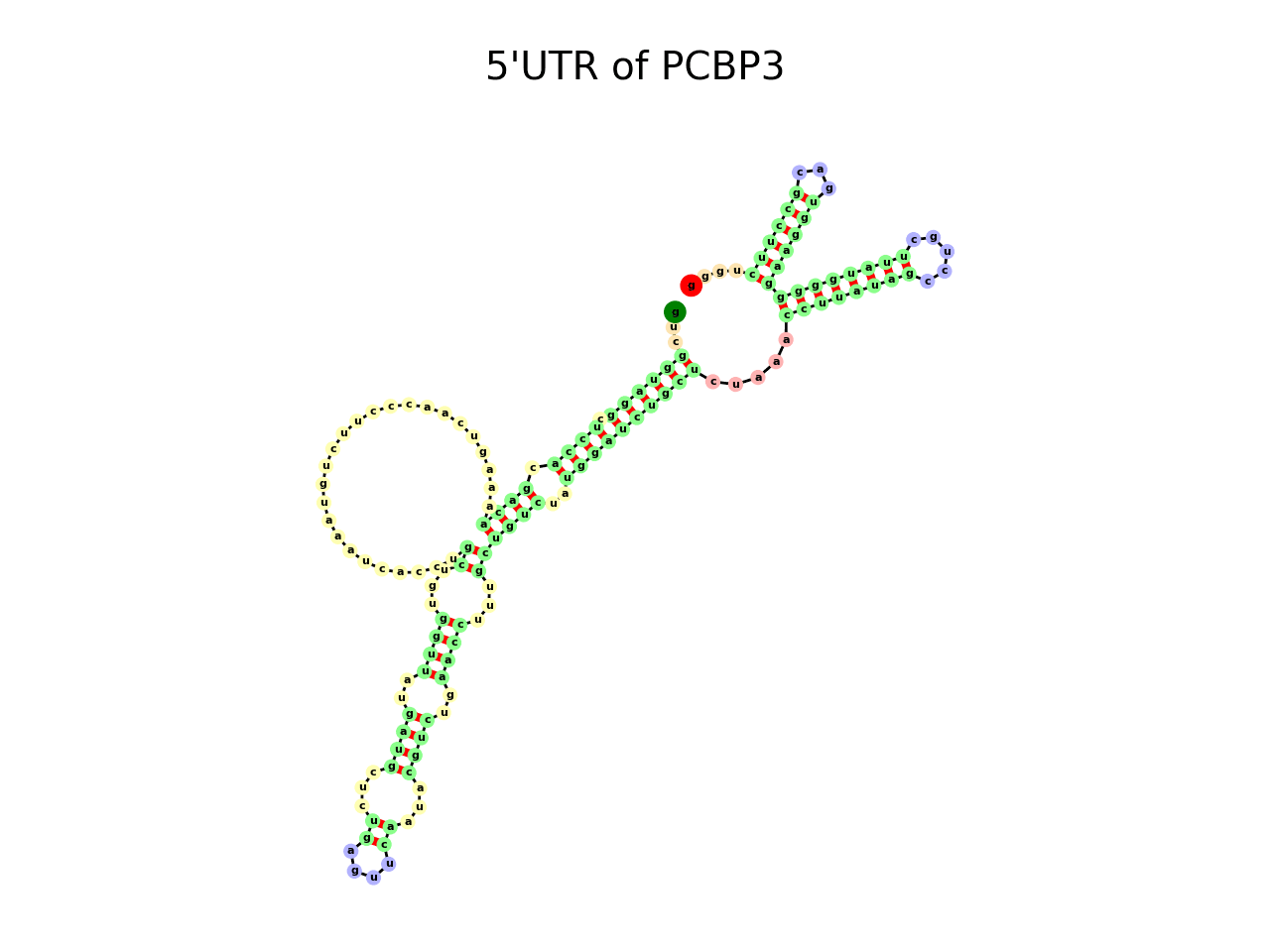 image of 5prime UTR secondary structure