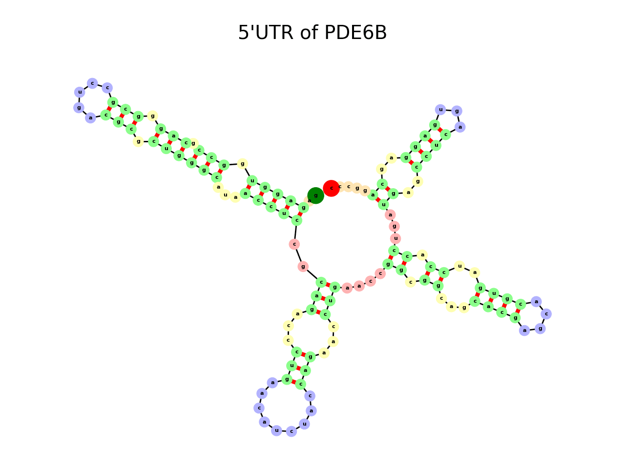 image of 5prime UTR secondary structure