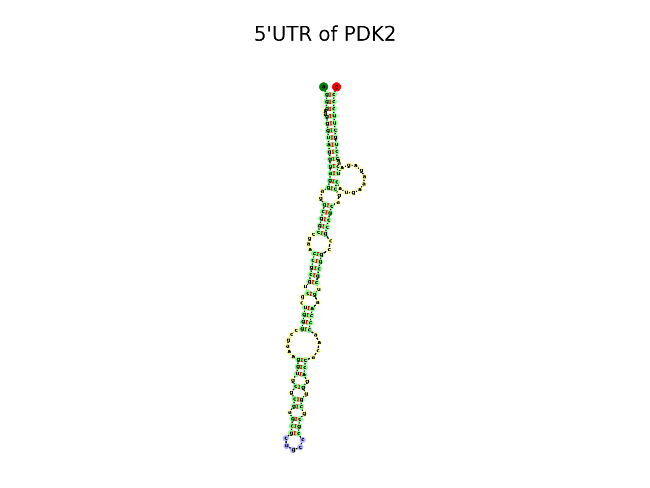 image of 5prime UTR secondary structure