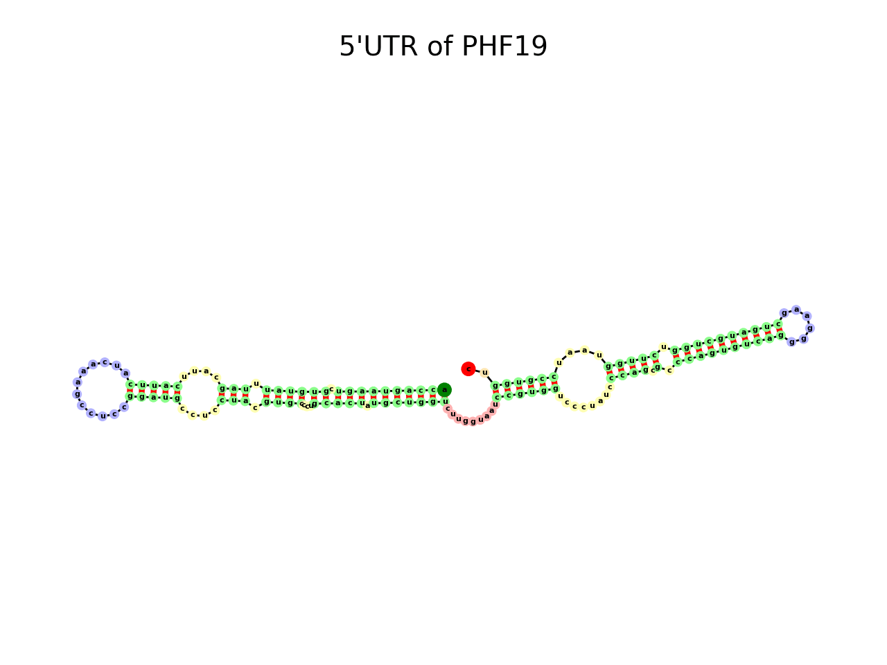 image of 5prime UTR secondary structure