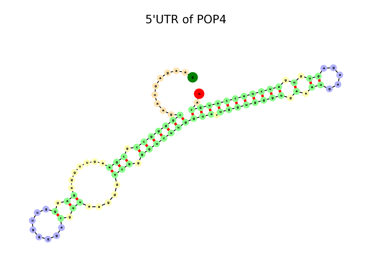 image of 5prime UTR secondary structure