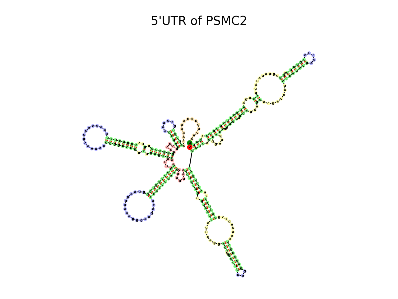 image of 5prime UTR secondary structure