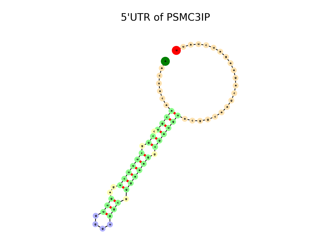 image of 5prime UTR secondary structure