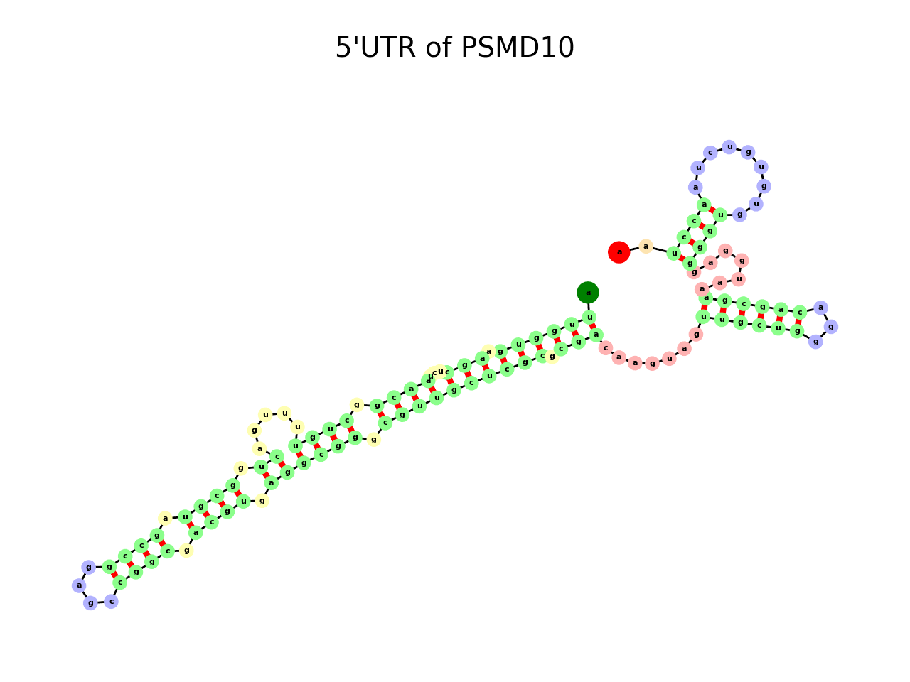 image of 5prime UTR secondary structure