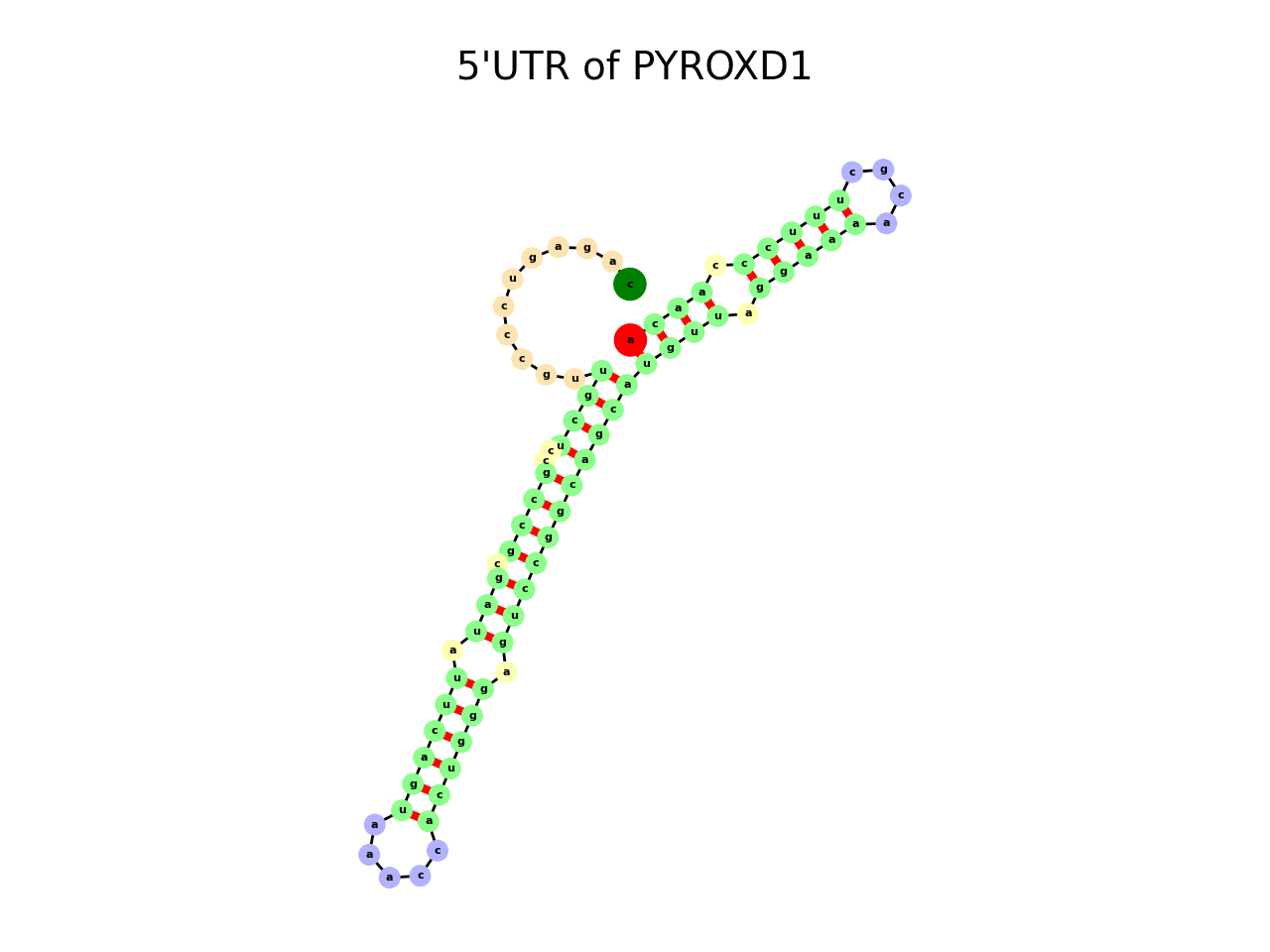image of 5prime UTR secondary structure