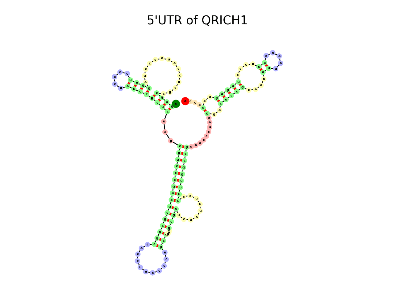 image of 5prime UTR secondary structure