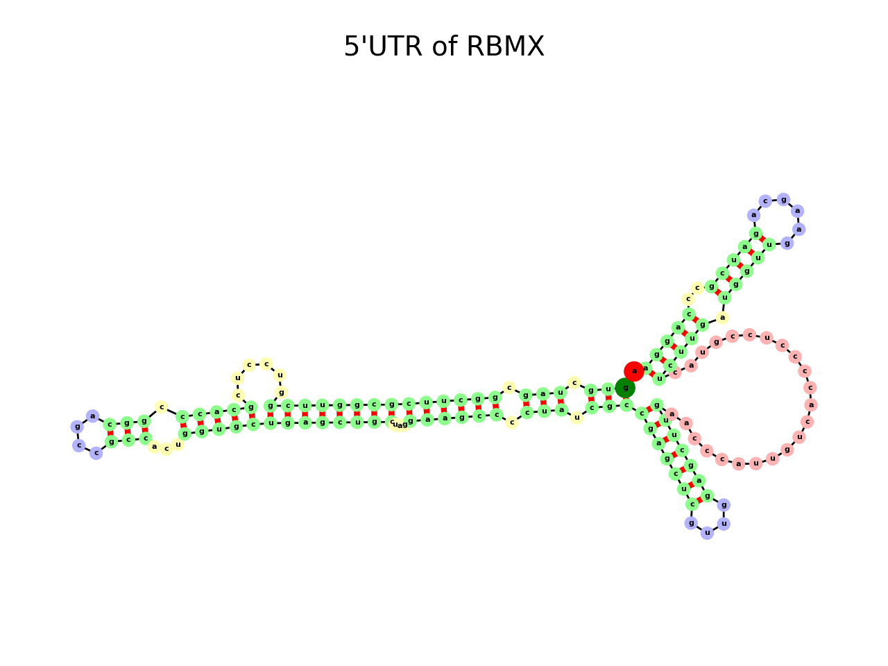 image of 5prime UTR secondary structure