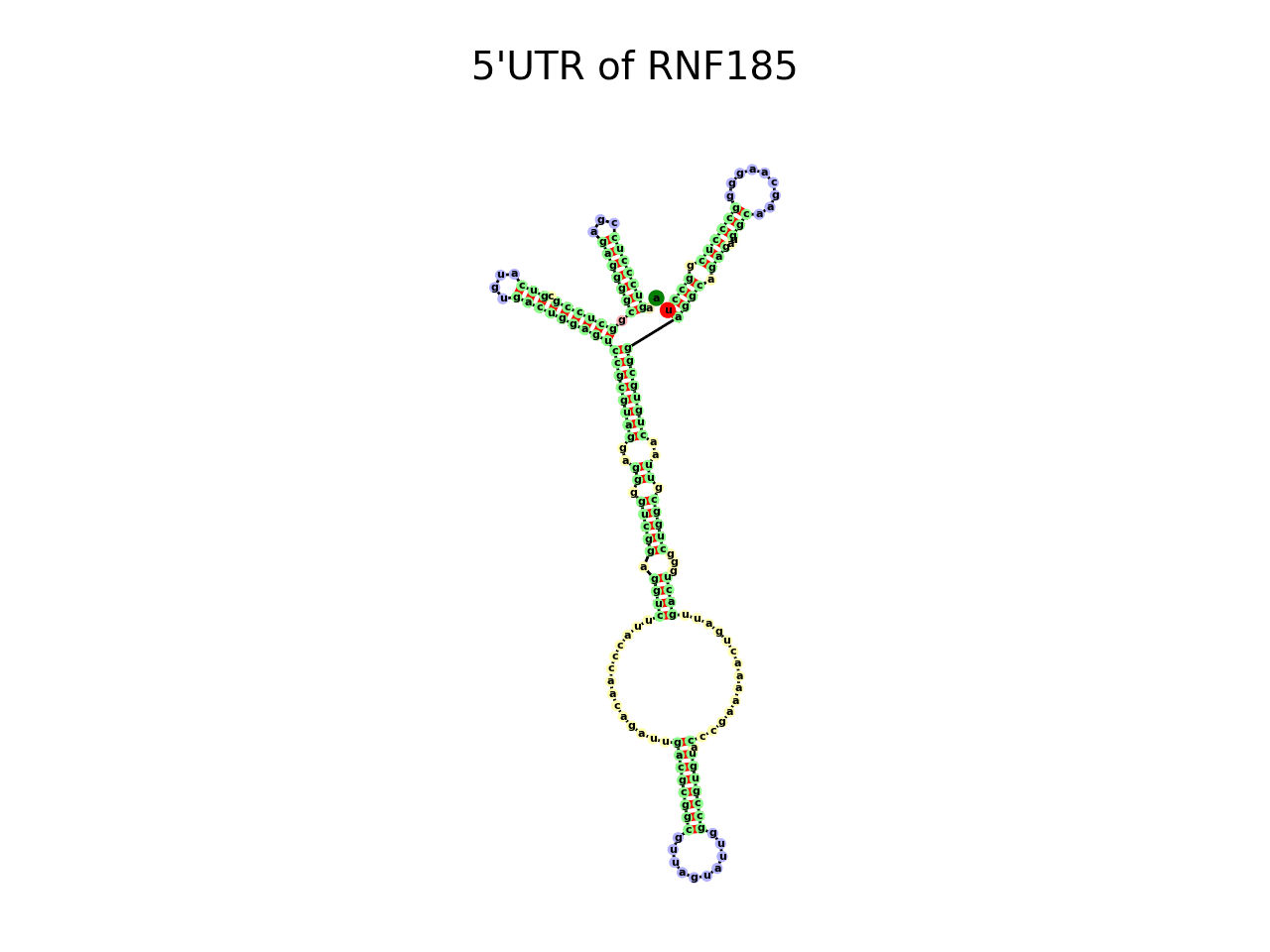 image of 5prime UTR secondary structure