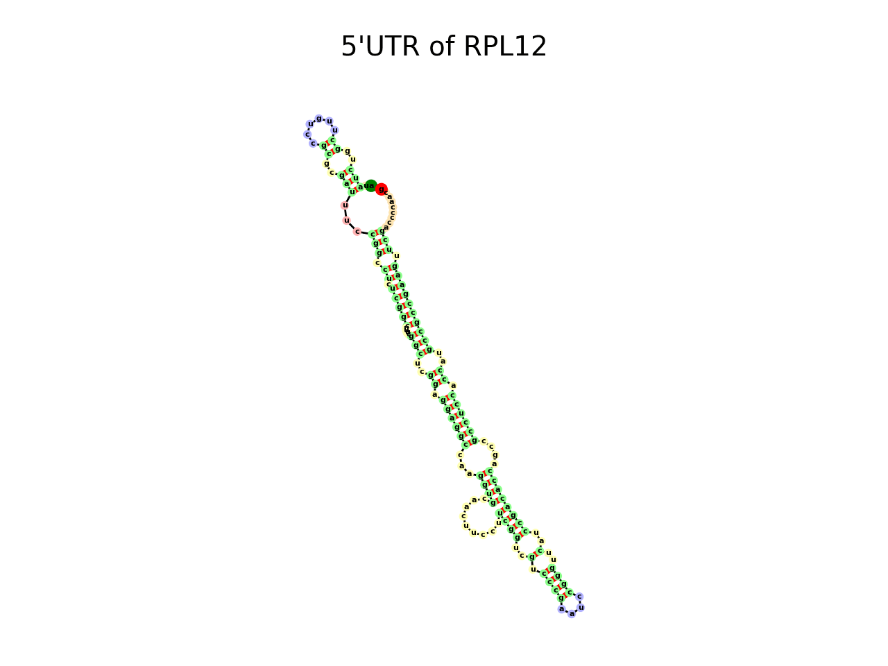 image of 5prime UTR secondary structure
