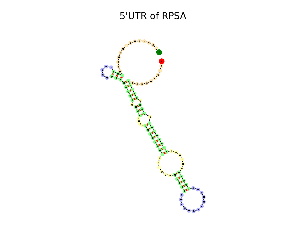 image of 5prime UTR secondary structure