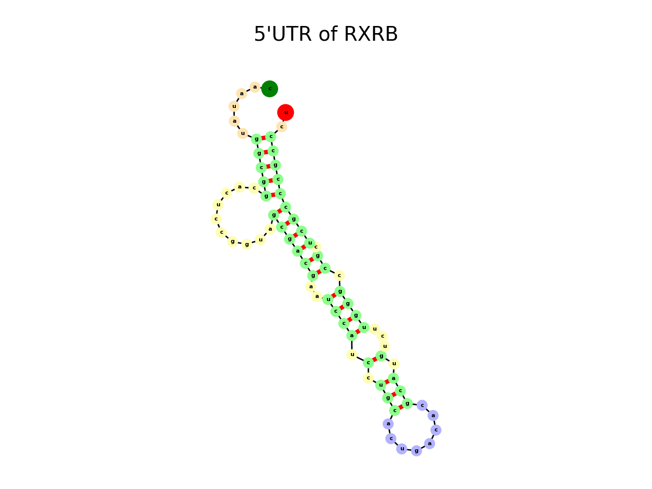 image of 5prime UTR secondary structure
