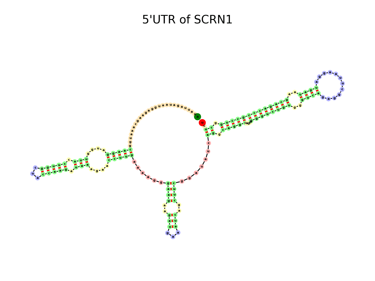 image of 5prime UTR secondary structure