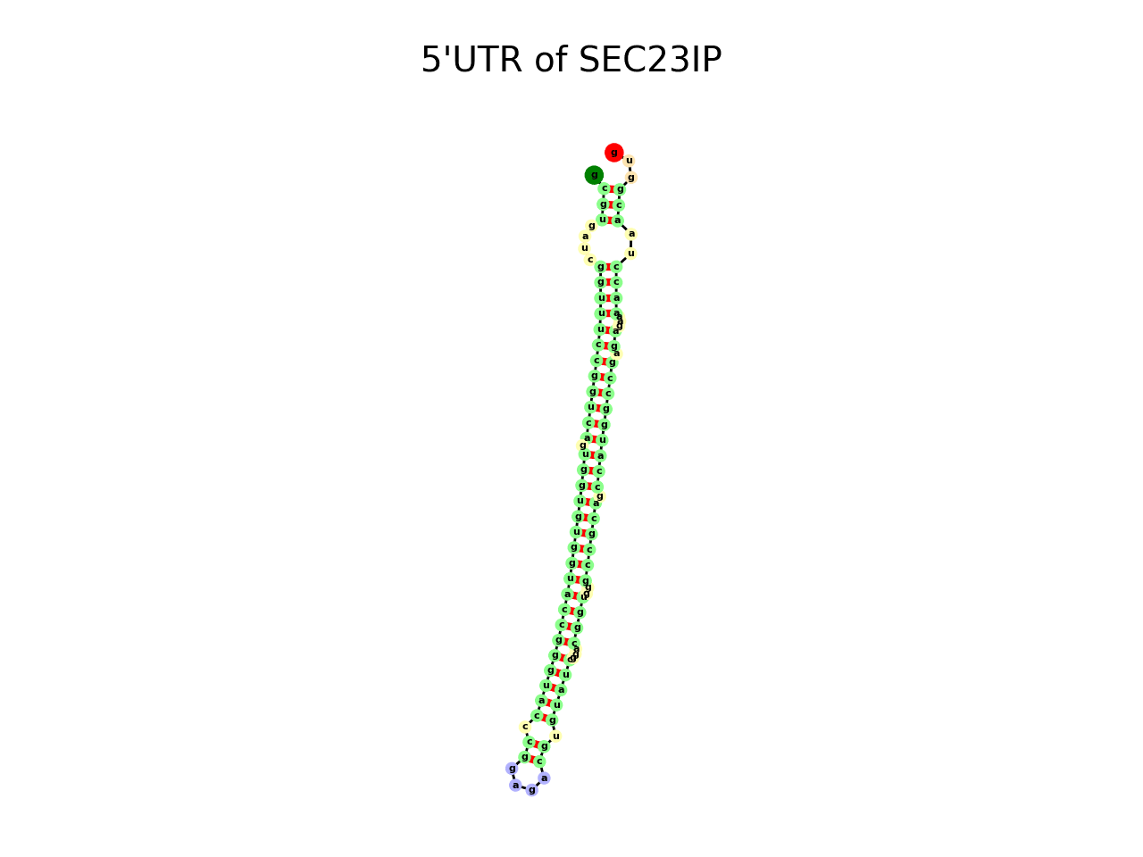 image of 5prime UTR secondary structure