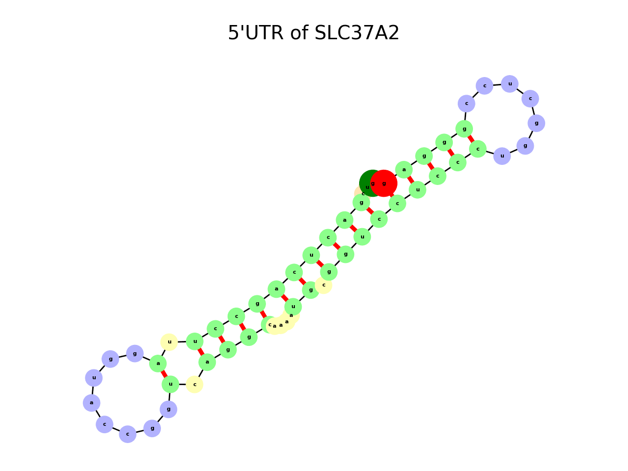 image of 5prime UTR secondary structure