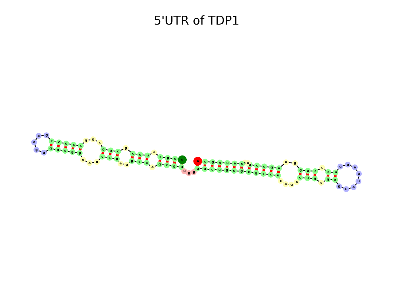 image of 5prime UTR secondary structure