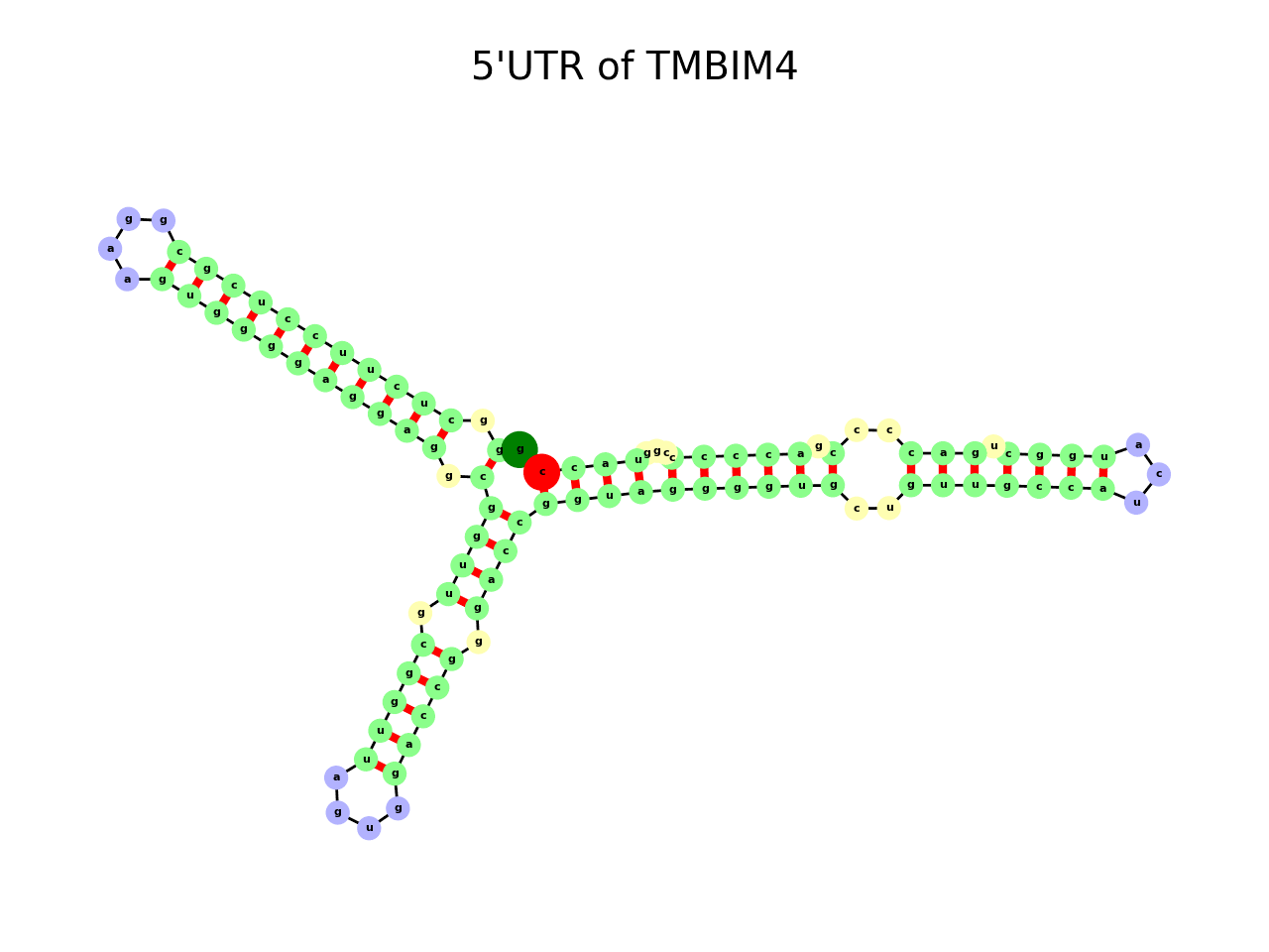 image of 5prime UTR secondary structure