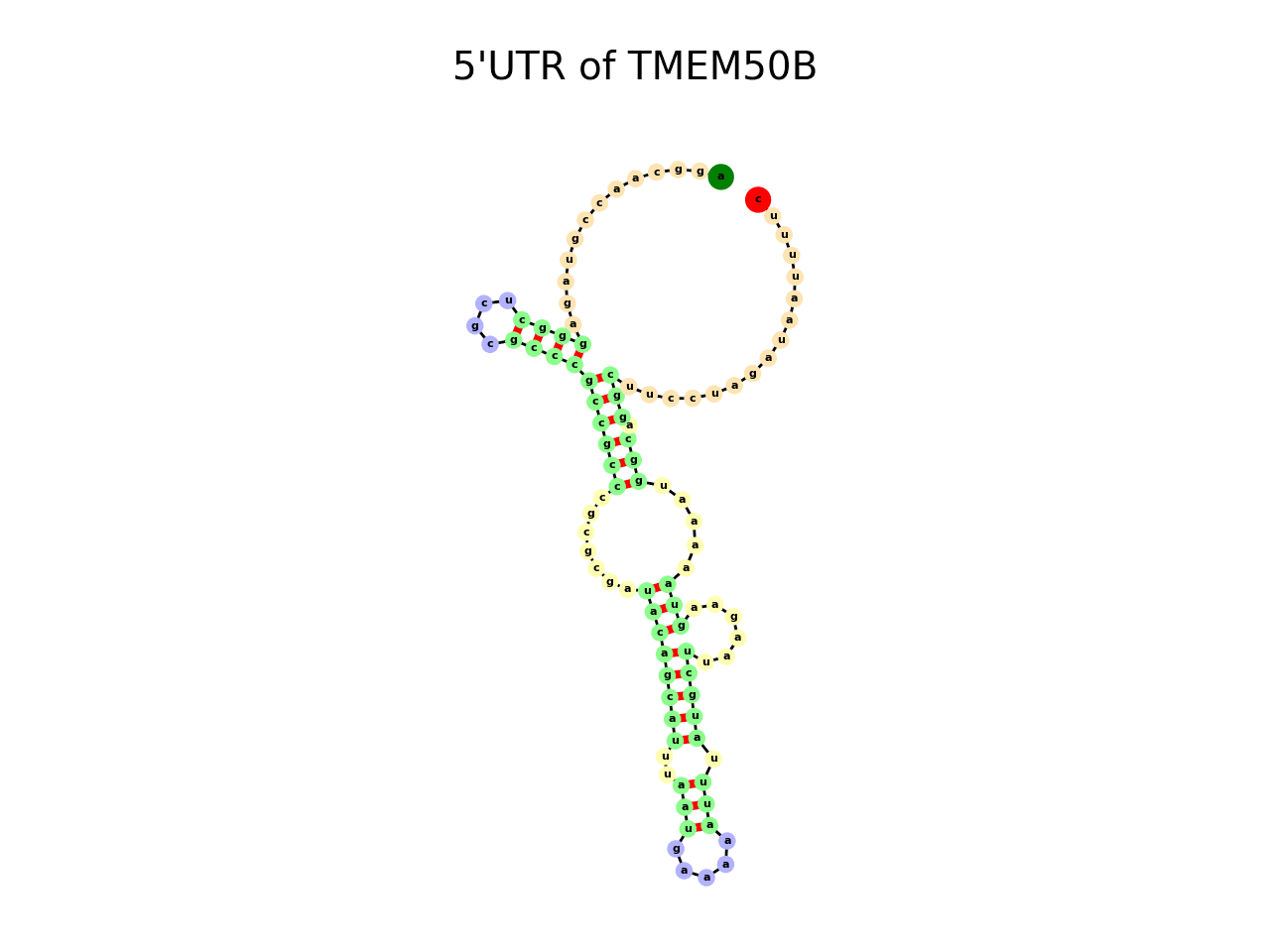 image of 5prime UTR secondary structure