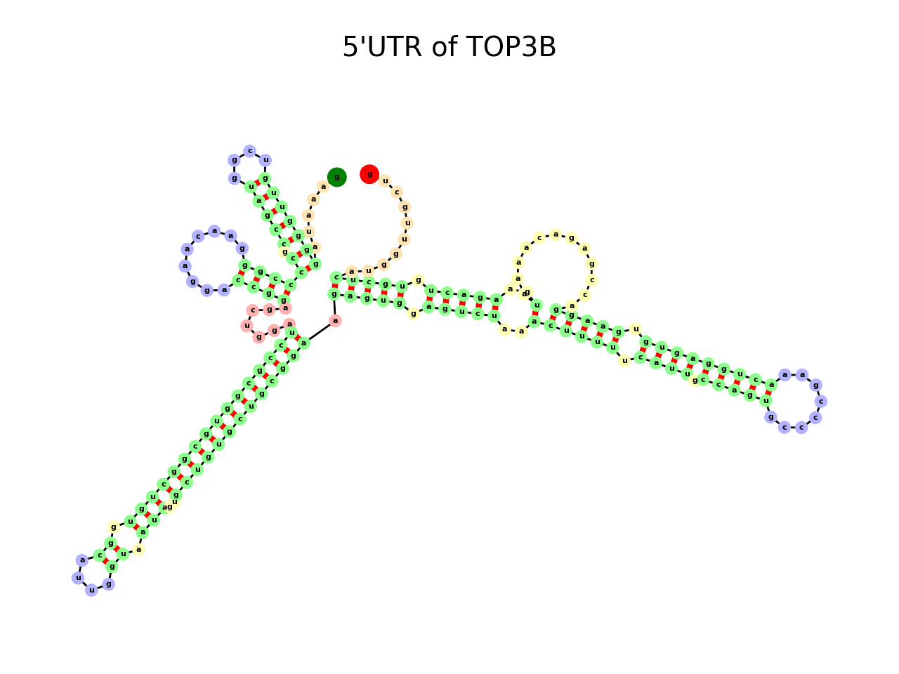 image of 5prime UTR secondary structure