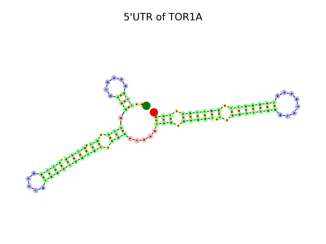 image of 5prime UTR secondary structure