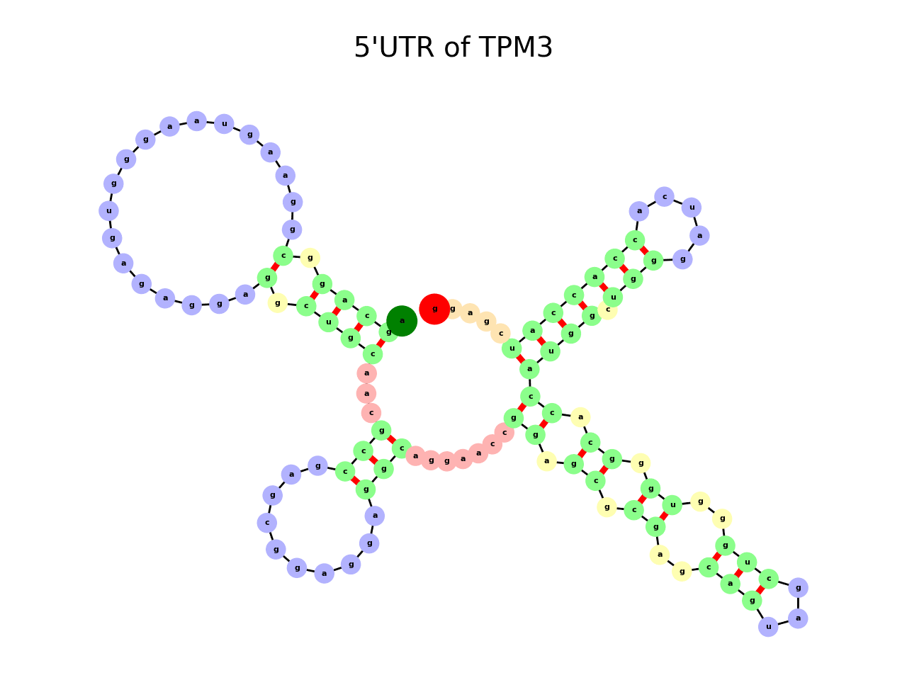 image of 5prime UTR secondary structure
