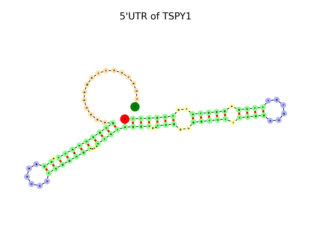 image of 5prime UTR secondary structure