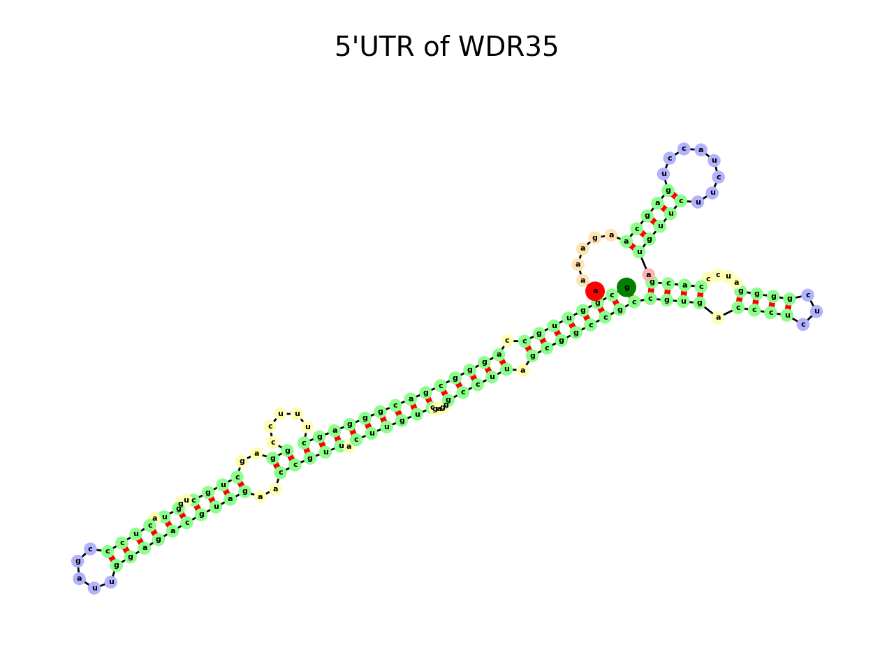 image of 5prime UTR secondary structure