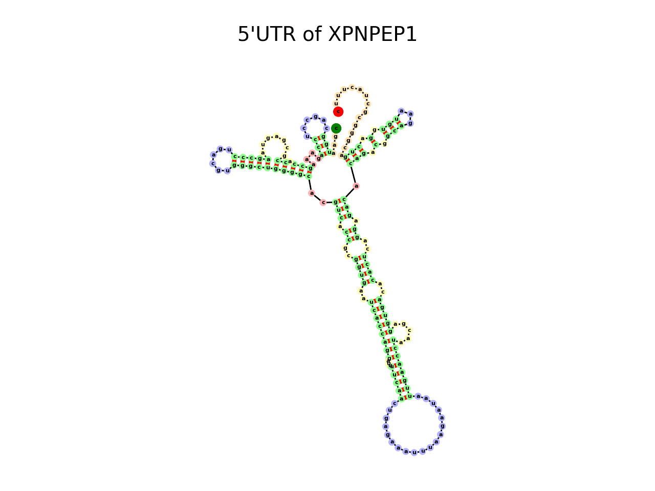 image of 5prime UTR secondary structure